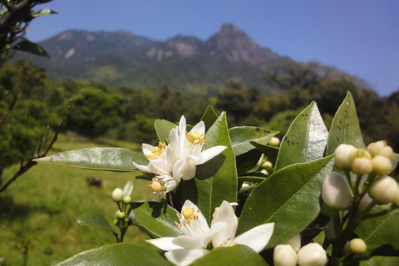 Pension Blue Drop Yakushima  Exteriör bild